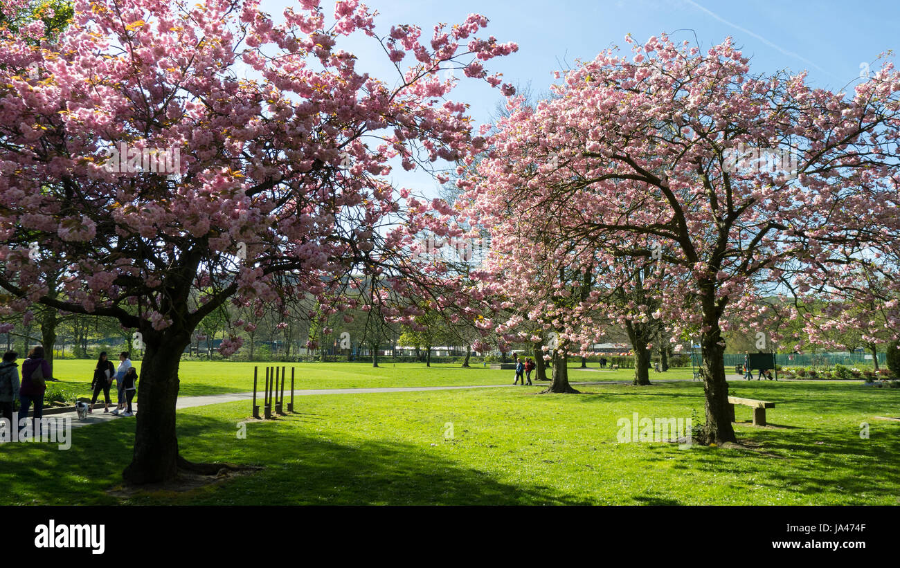 Arbres en fleurs dans un parc public Banque D'Images