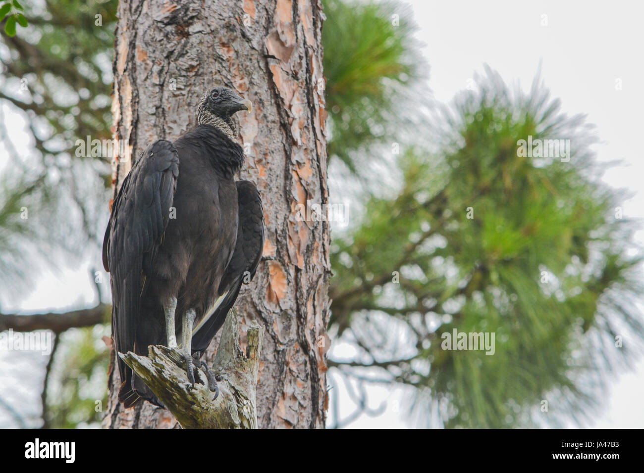 Vautour Moche Banque D Image Et Photos Alamy Vautour Moche Banque D Image Et Photos Alamy