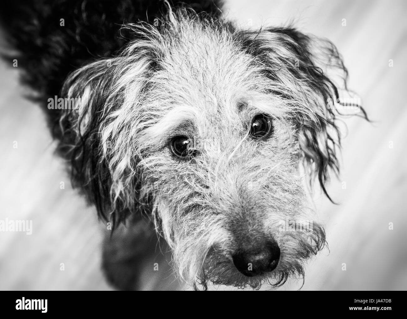 Chien de terrier de gallois, curieux, portrait. Banque D'Images