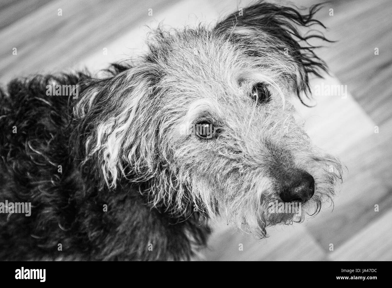 Chien de terrier de gallois, curieux, portrait. Banque D'Images