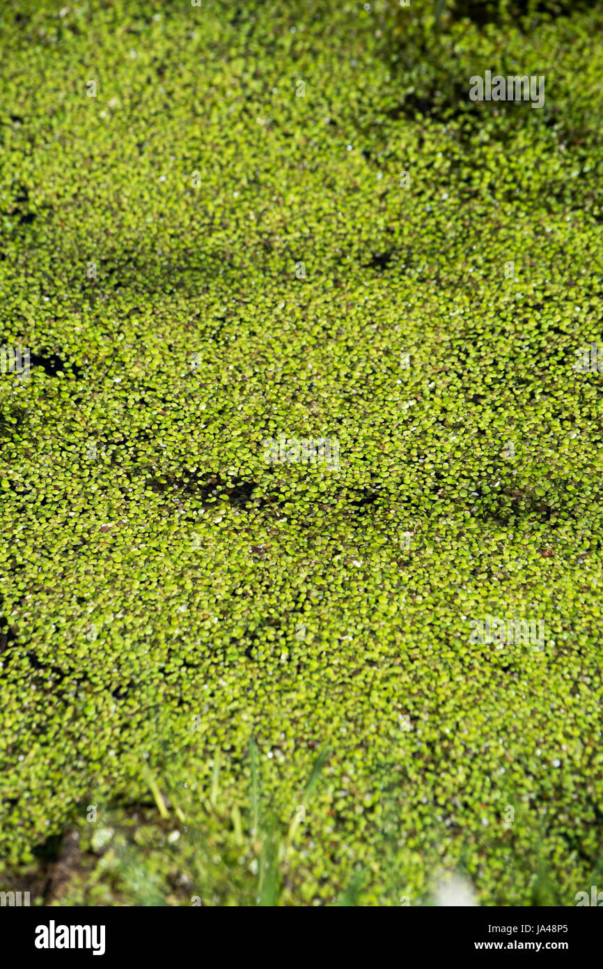 Lemnoideae (lentilles d'eau) flottant sur l'eau des marais. Banque D'Images