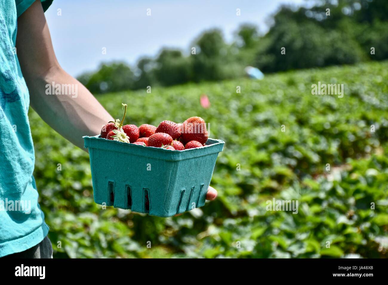 Les fraises fraîchement cueillies Banque D'Images