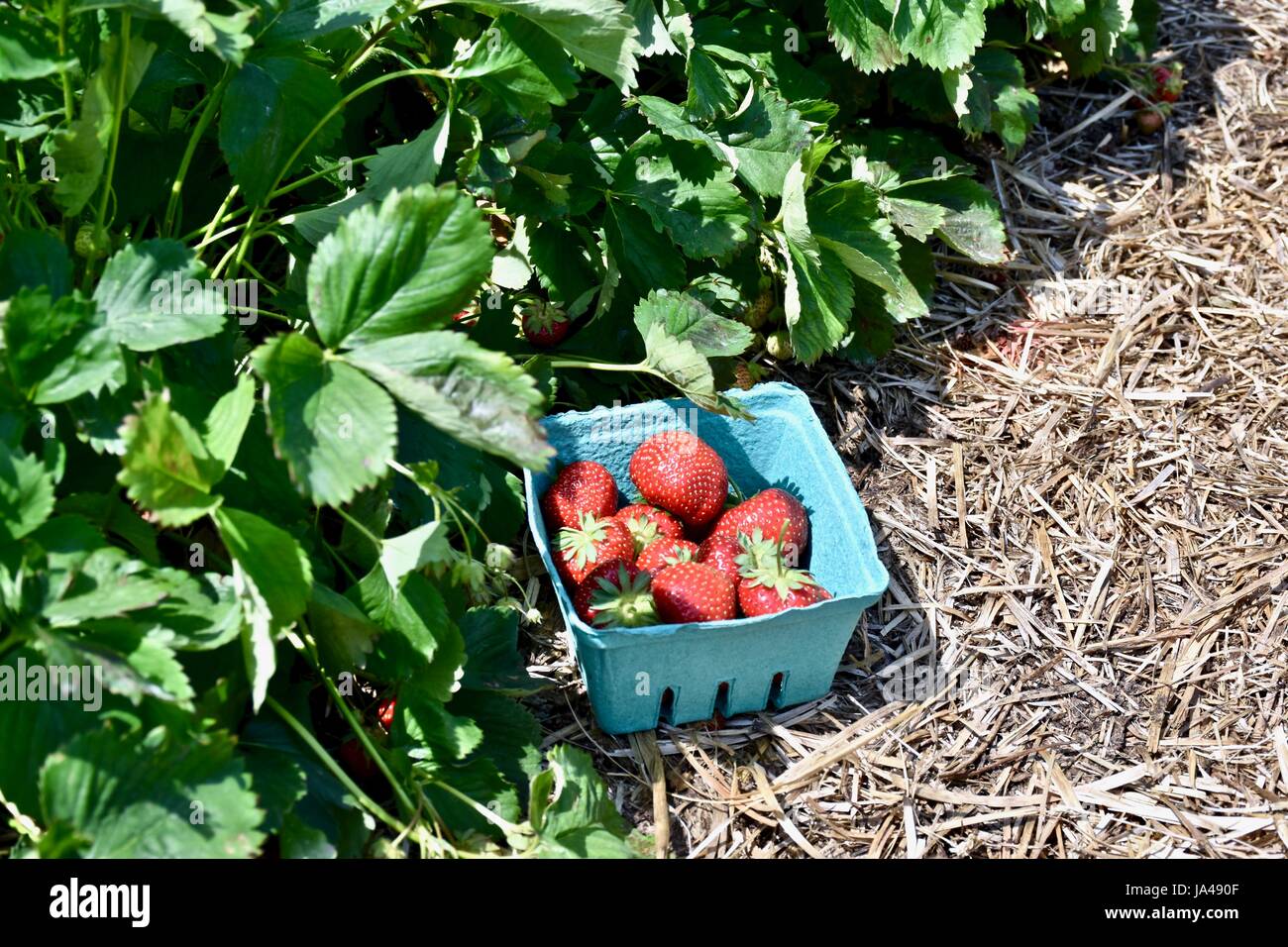 Fraises fraîches cueillies au champ de fraises Banque D'Images