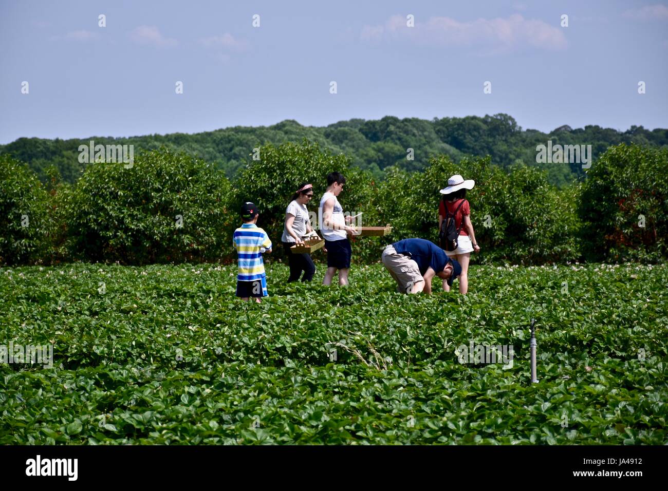 La cueillette des fraises sur une ferme de sélection U, l'auto Choisir champs de fraises Banque D'Images