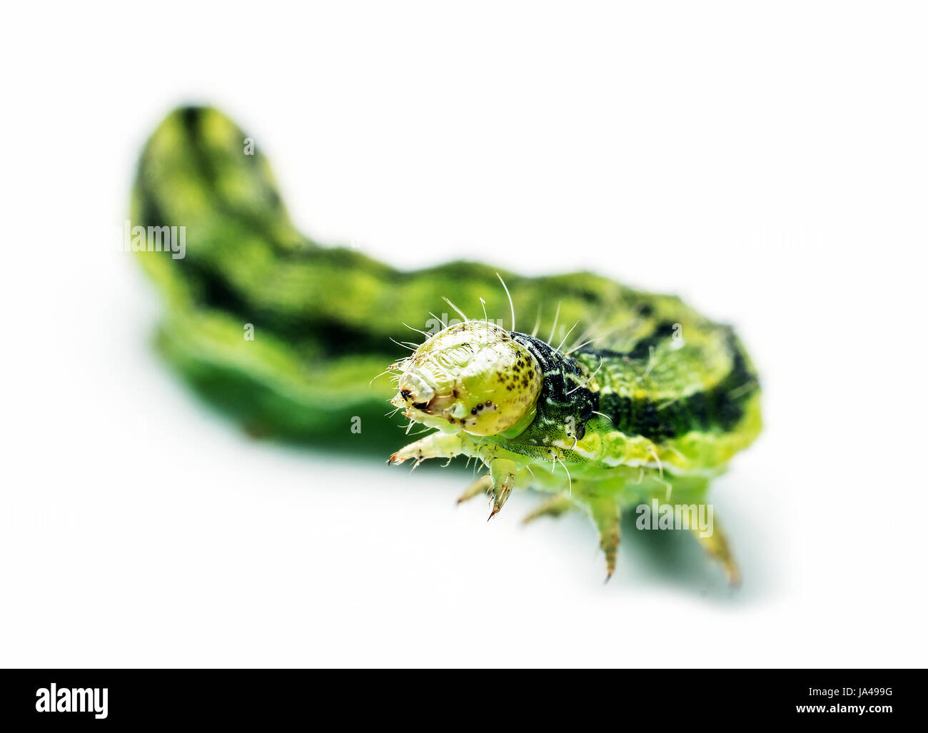 Chenille verte probablement (Autographa gamma) isolé sur fond blanc macro photographie Banque D'Images