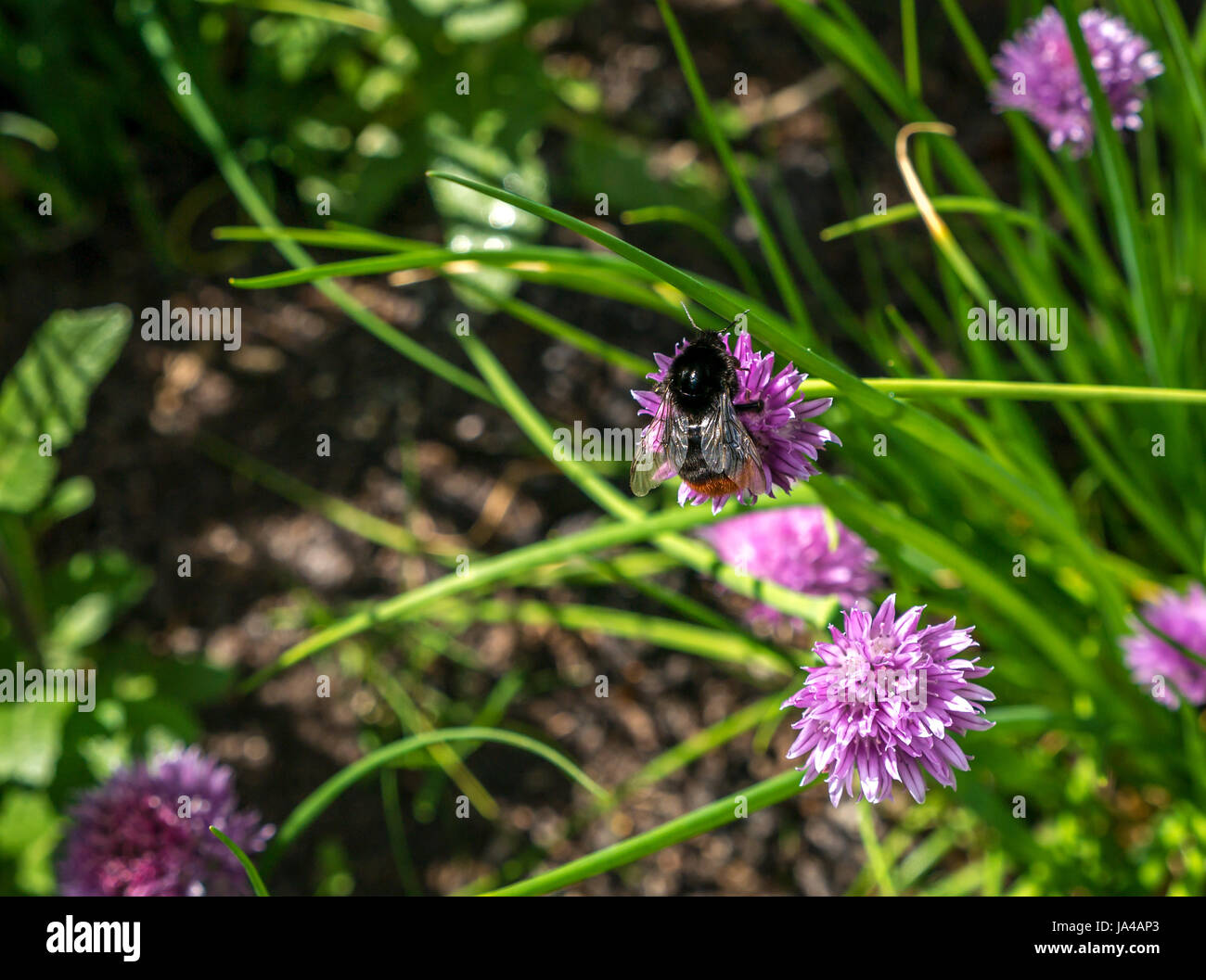 Gros plan de Bombus lapidarius, bourdon à queue rouge, sur la fleur de la ruche pourpre, Allium schoenoprasum, Écosse, Royaume-Uni Banque D'Images