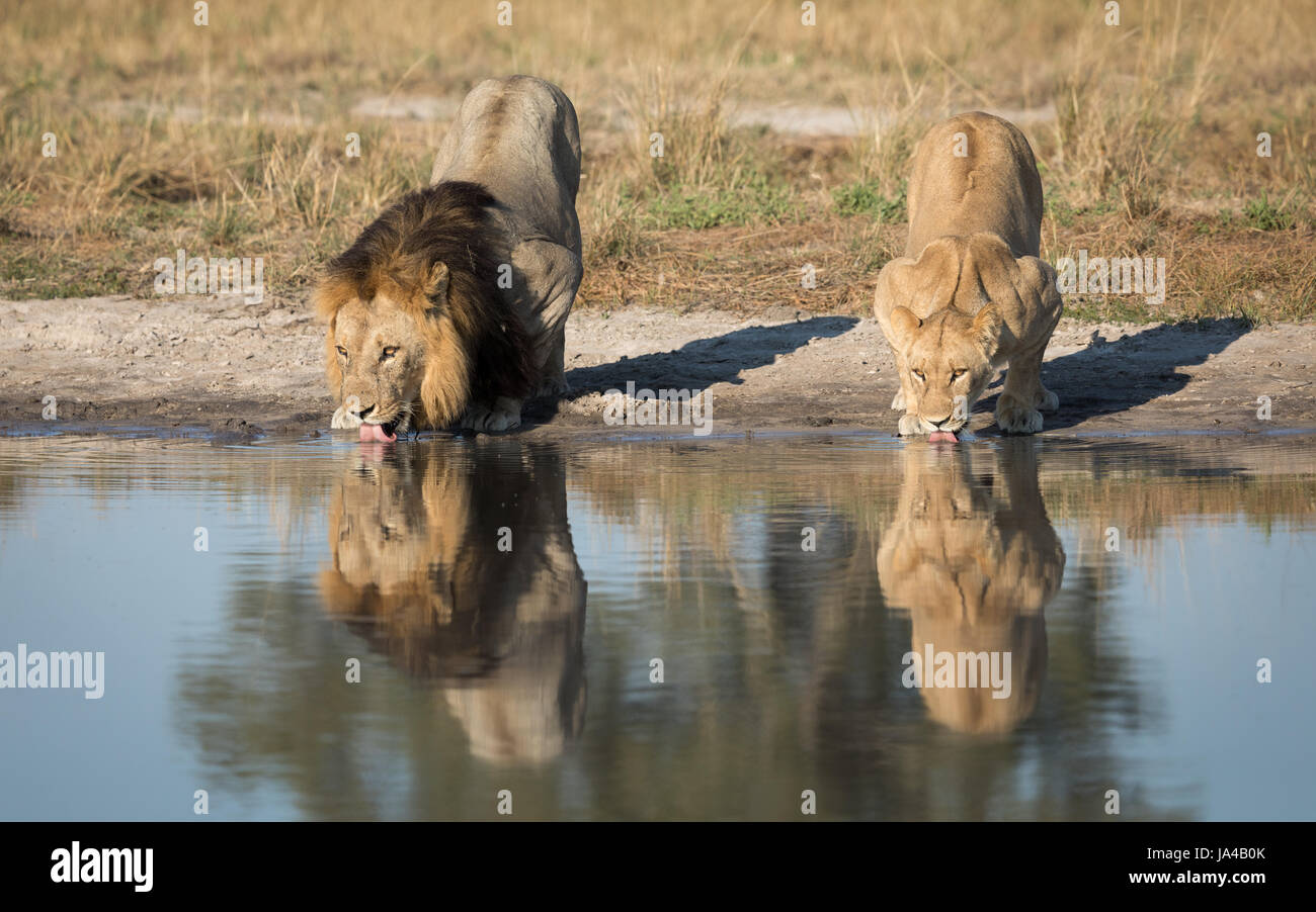 Lion mâle et femelle de l'eau potable d'un parc naturel dans la zone de Savuti pan du Botswana Banque D'Images