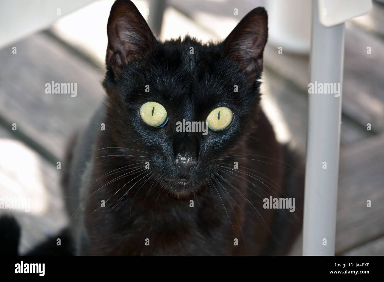 Chat chaton noir avec de grands yeux jaunes et de l'alimentation sur le visage Banque D'Images