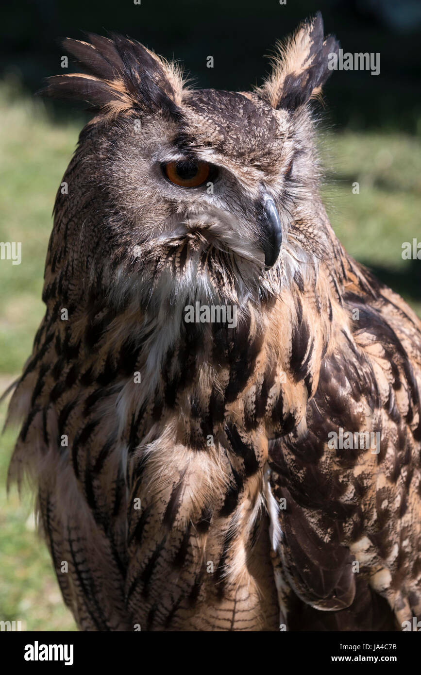 Oiseau Hibou grand-duc Banque D'Images