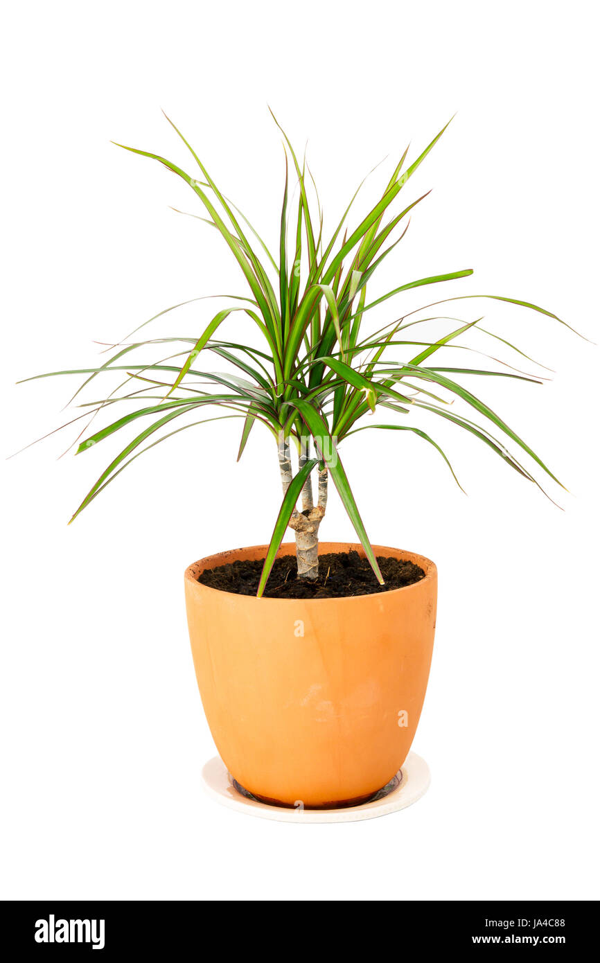 Le Dracaena marginata une plante en pot isolé sur fond blanc Banque D'Images
