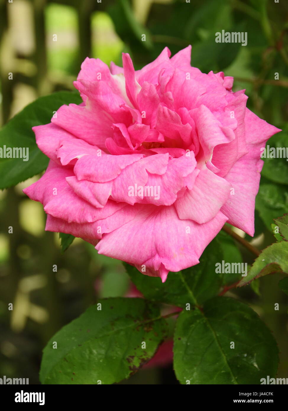 Rosa 'Zéphirine Drouhin'. une escalade très parfumées, rose bourbon en pleine floraison dans un jardin à l'Anglaise en mai, UK Banque D'Images