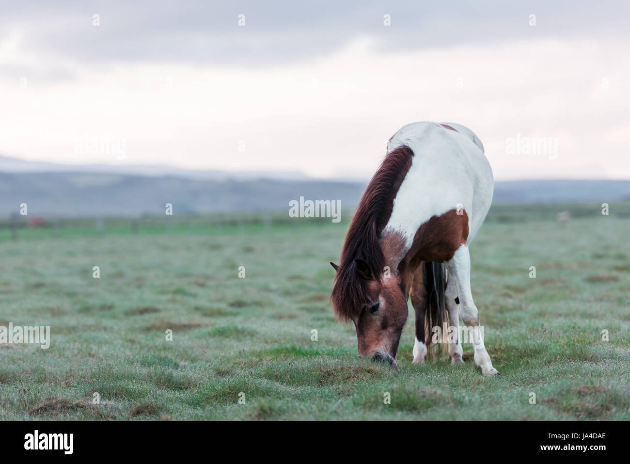 Icelandic Horse portrait close up Banque D'Images