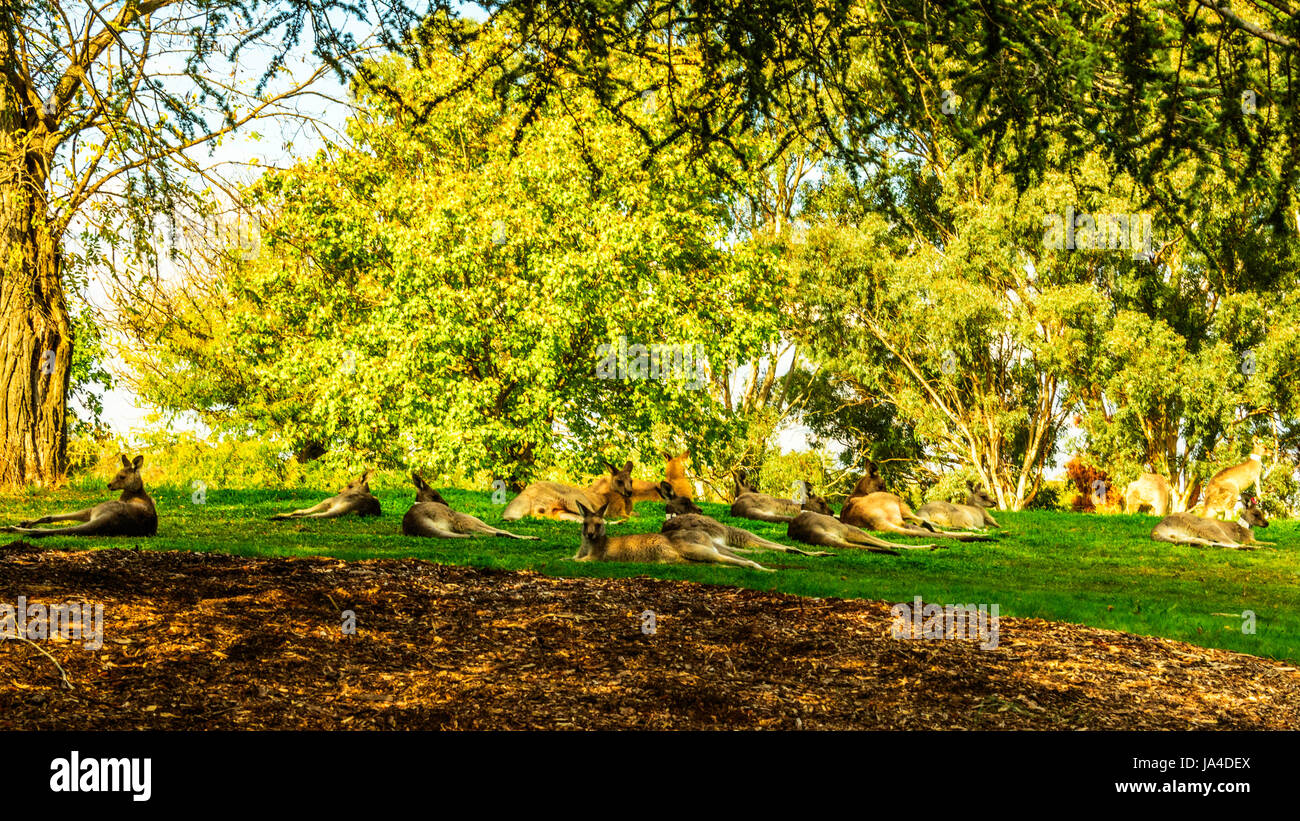 Tagged kangourous se prélasser sur l'herbe à Weston Park, Canberra Banque D'Images