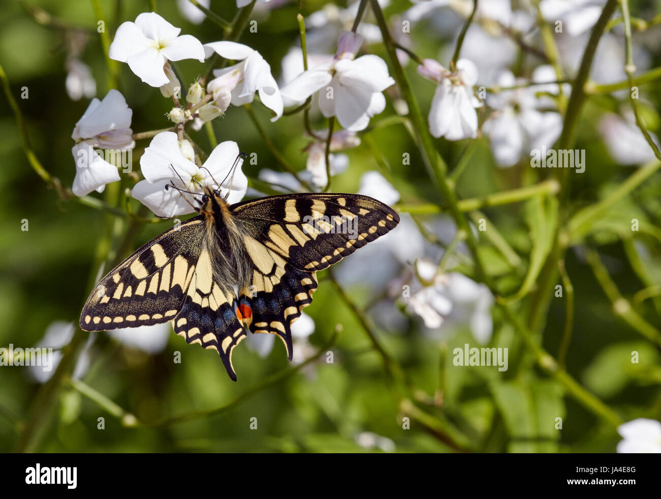 Nectar Swallowtail sur Sweet fusée dans le jardin de la RSPB Centre à Strumpshaw Fen. Norfolk, Angleterre. Banque D'Images