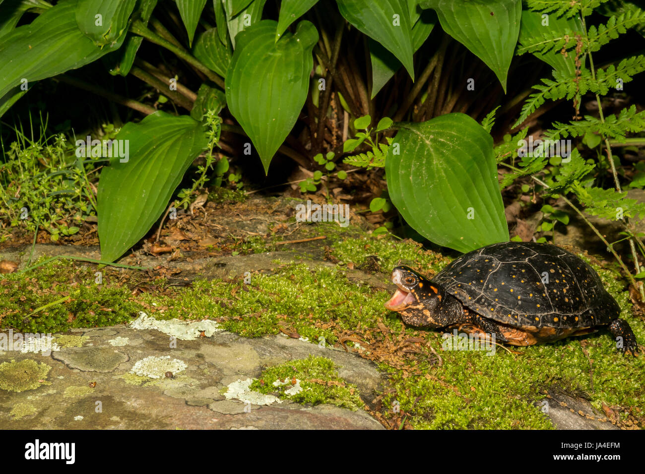 Une tortue ponctuée de monter sur une pierre moussue dans Connecticut Banque D'Images