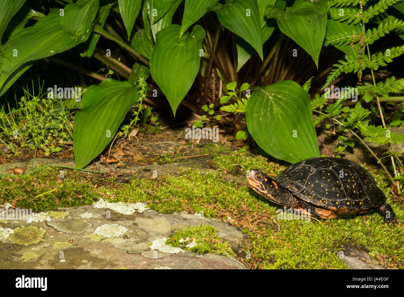 Une tortue ponctuée de monter sur une pierre moussue dans Connecticut Banque D'Images