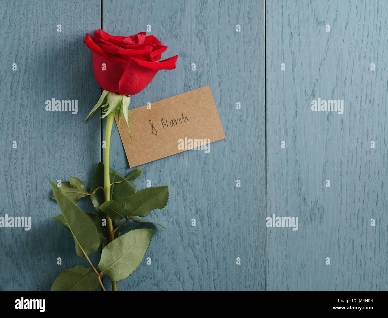 Rose rouge sur la table en bois bleu tourné à partir de ci-dessus pour le 8 mars Banque D'Images