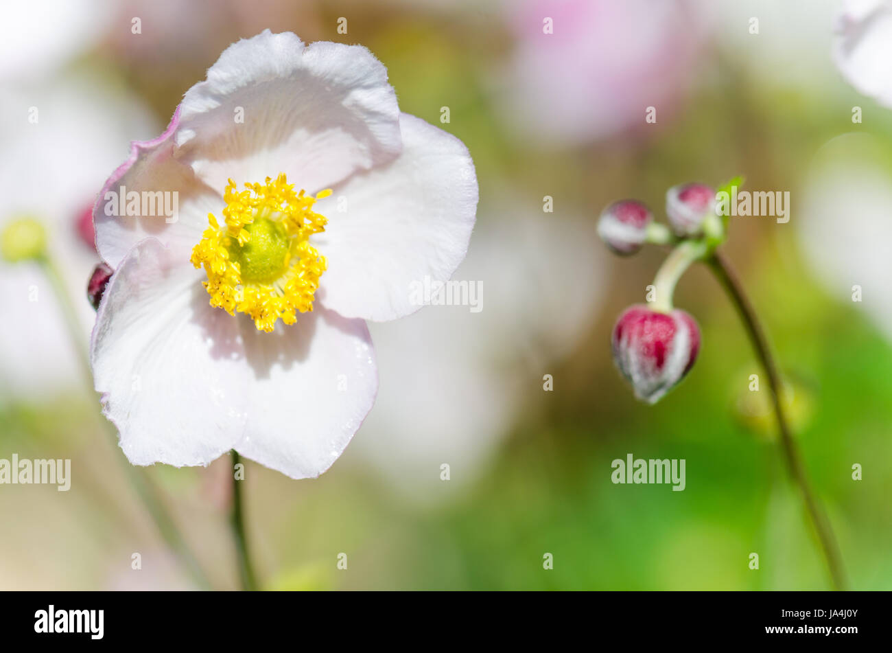 Fleur rose pâle anémone japonaise, close-up. Remarque : profondeur de champ Banque D'Images