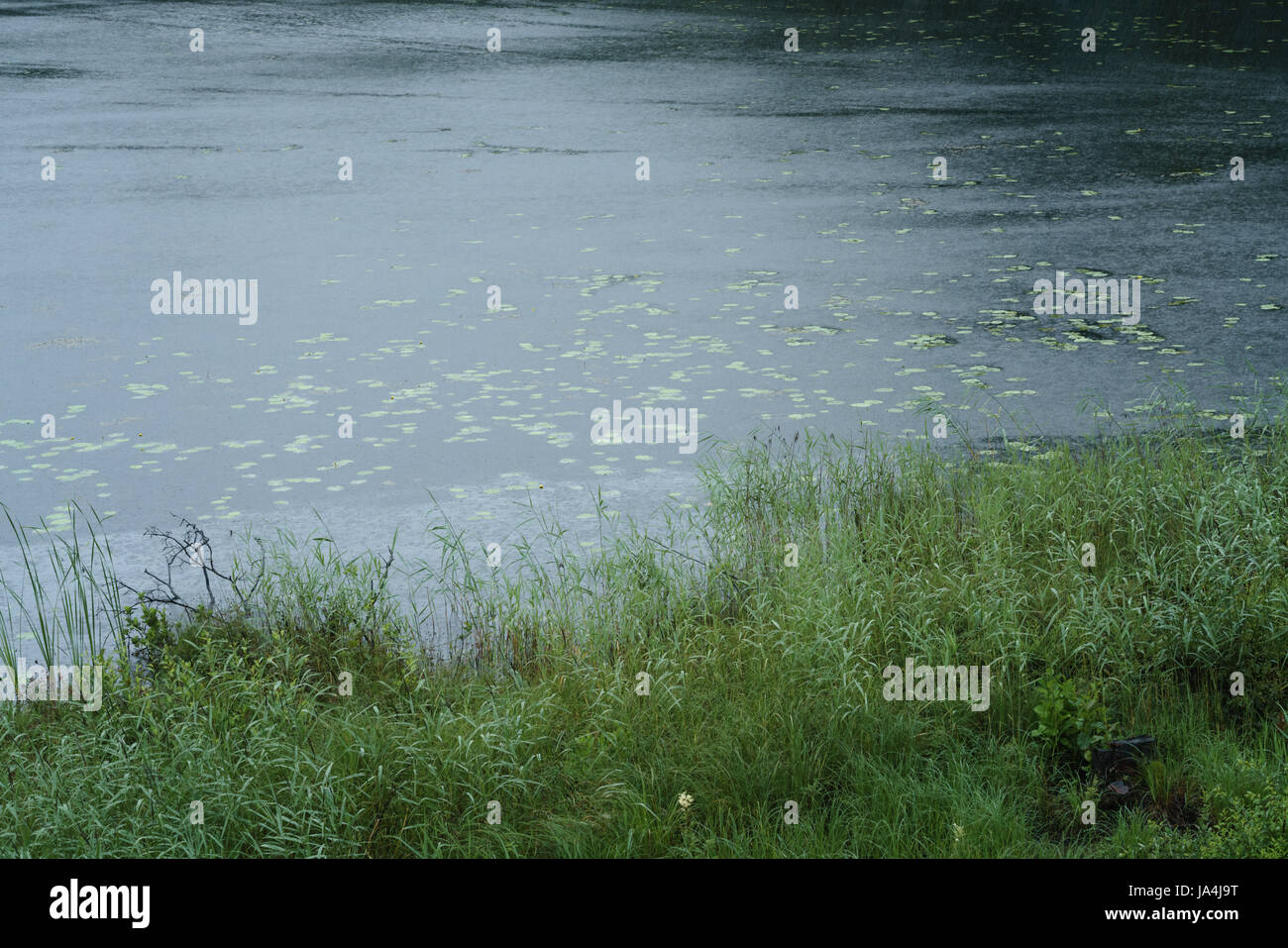 Matin brumeux sur le lac scandinave avec des ondulations sur l'eau de pluie Banque D'Images