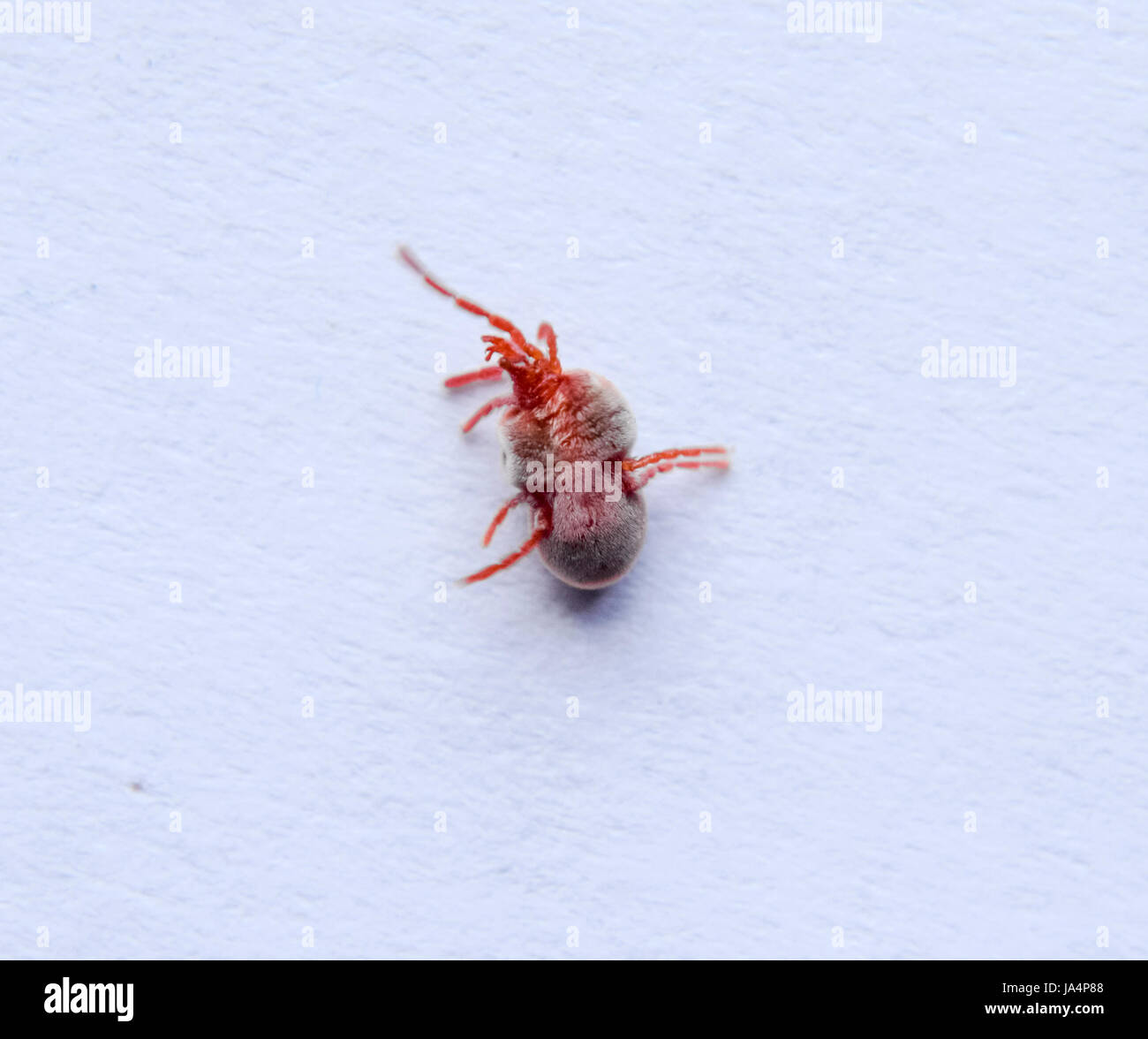 Mite de velours rouge sur une feuille de papier blanc. La prise de vue macro d'acarien de plâtre de velours Banque D'Images