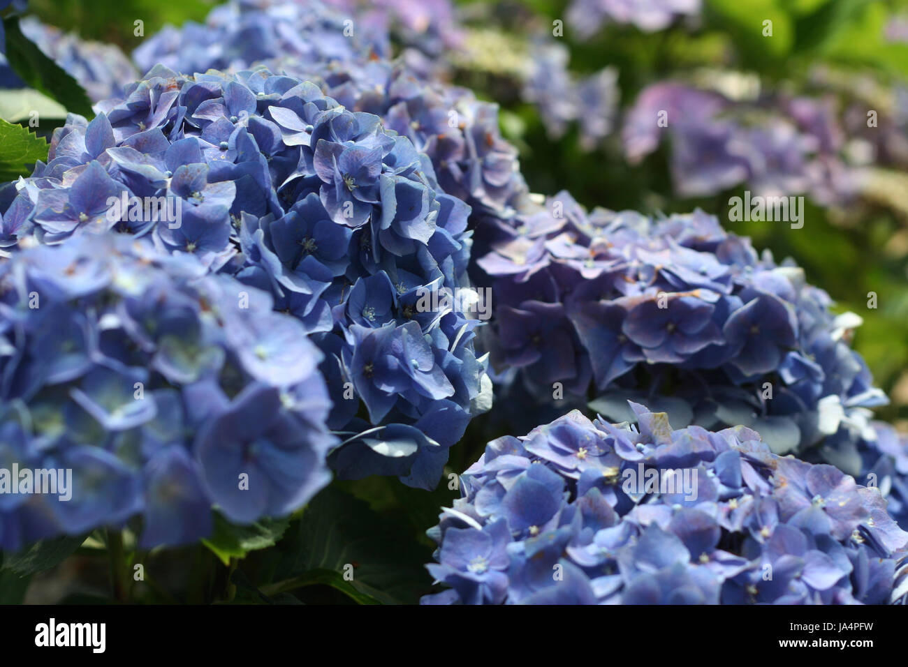 Bleu, jardin, fleur, plante, fleurs, fleurir, s'épanouir, en plein essor, France, Banque D'Images