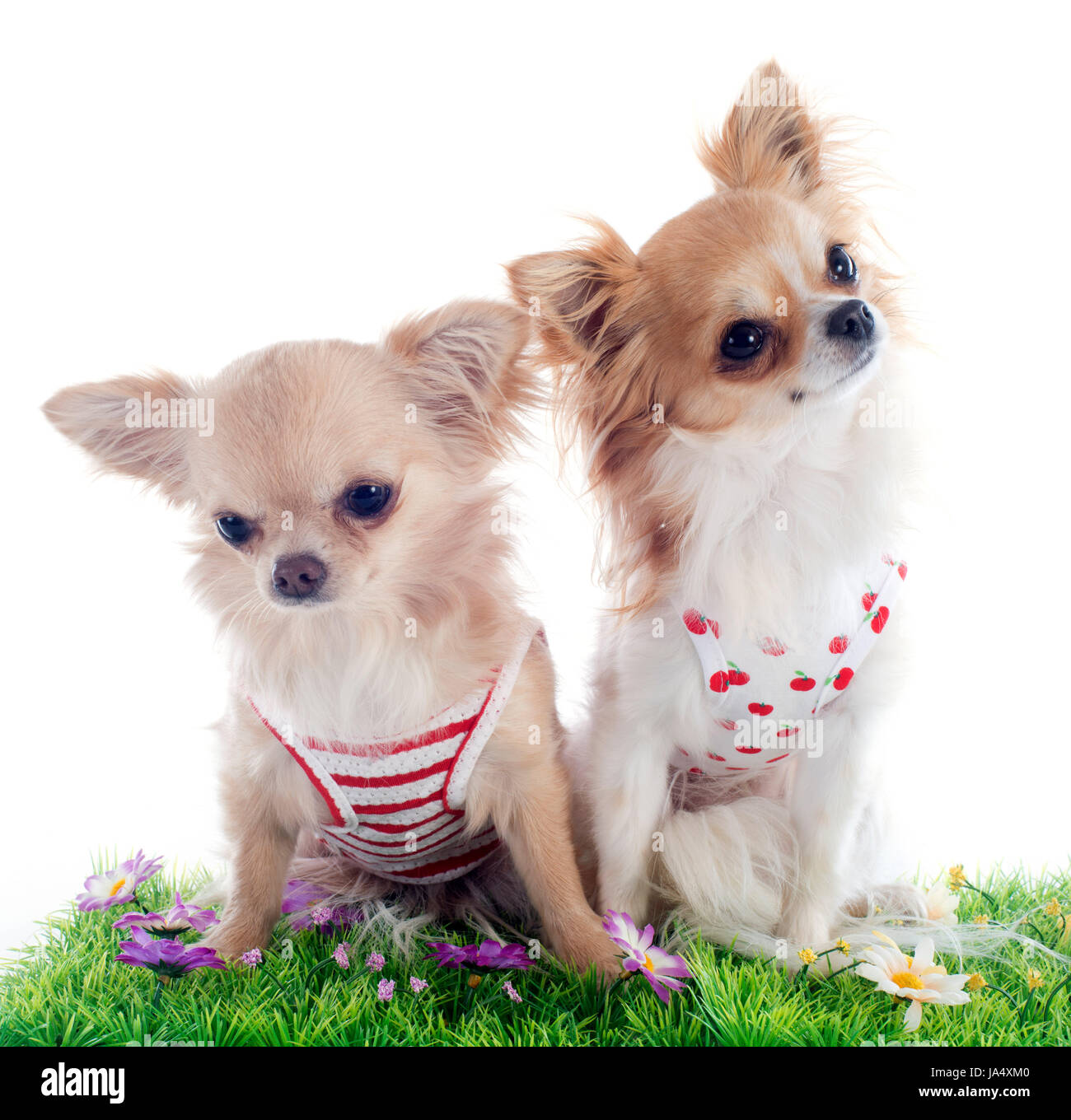 Portrait of a cute chiots de race chihuahua in front of white background Banque D'Images