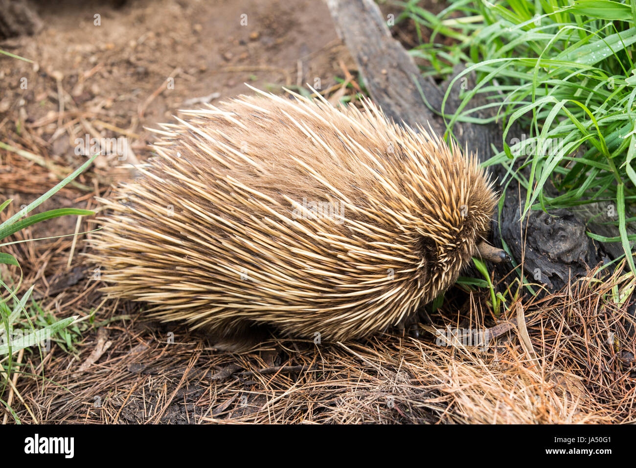 Animal, mammifère, l'Australie, des animaux, des mammifères, sauvages, l'Australie, rares, gratuitement, Banque D'Images