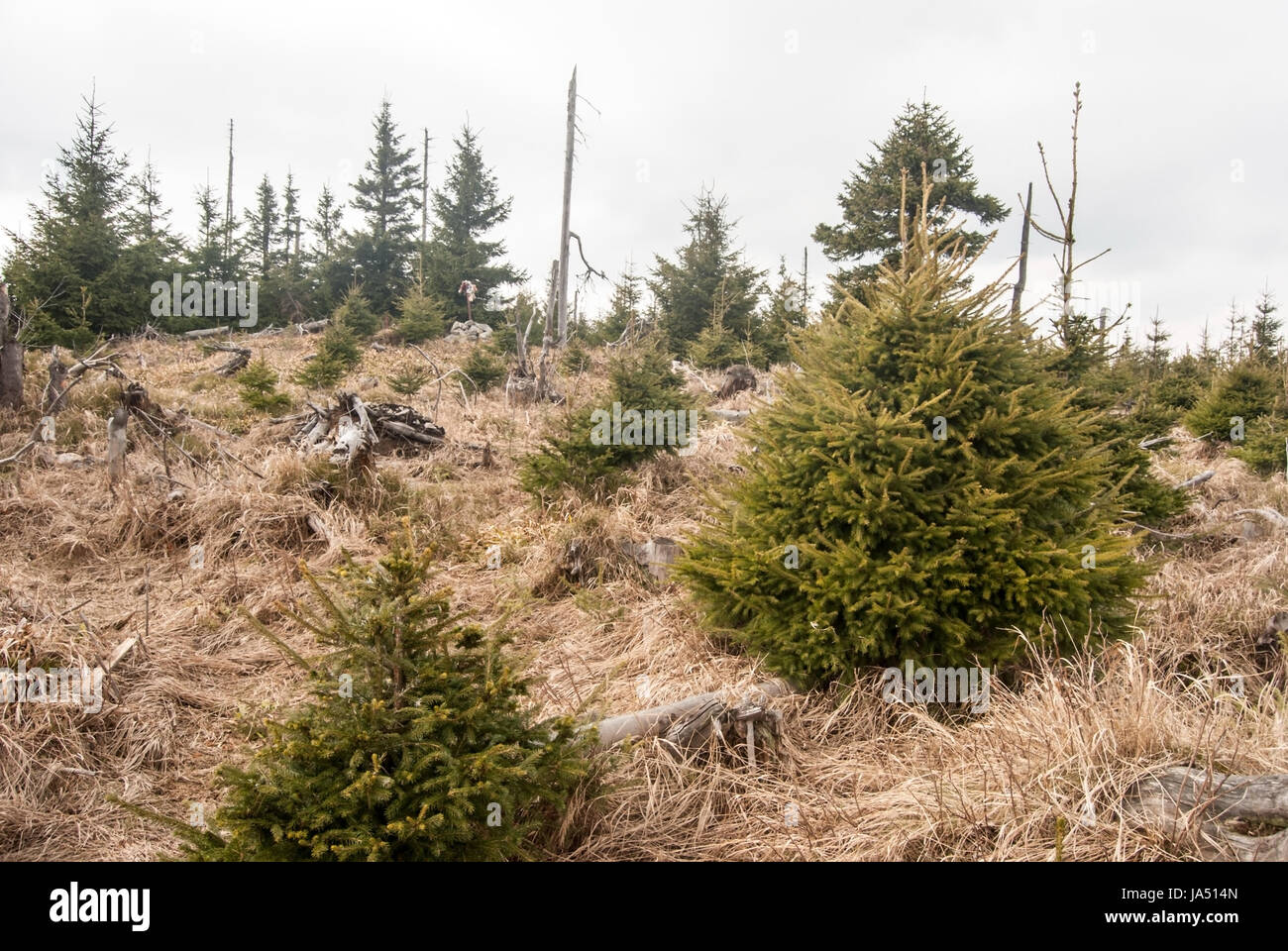 Medvedi vrch hill avec mountain meadow, de petits arbres et d'ours en peluche au printemps jeseniky mountains près de Vrbno pod pradedem en République tchèque Banque D'Images