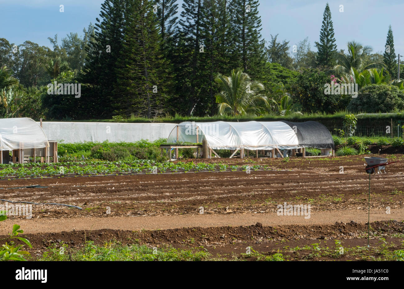 Le Kilauea Kauai Hawaii ferme locale biologique pour l'agriculture alimentation saine Banque D'Images