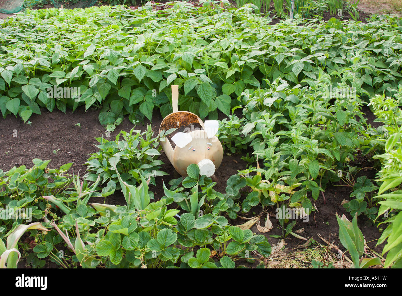 Cochon décoratif sur une zone suburbaine dans une journée ensoleillée Banque D'Images