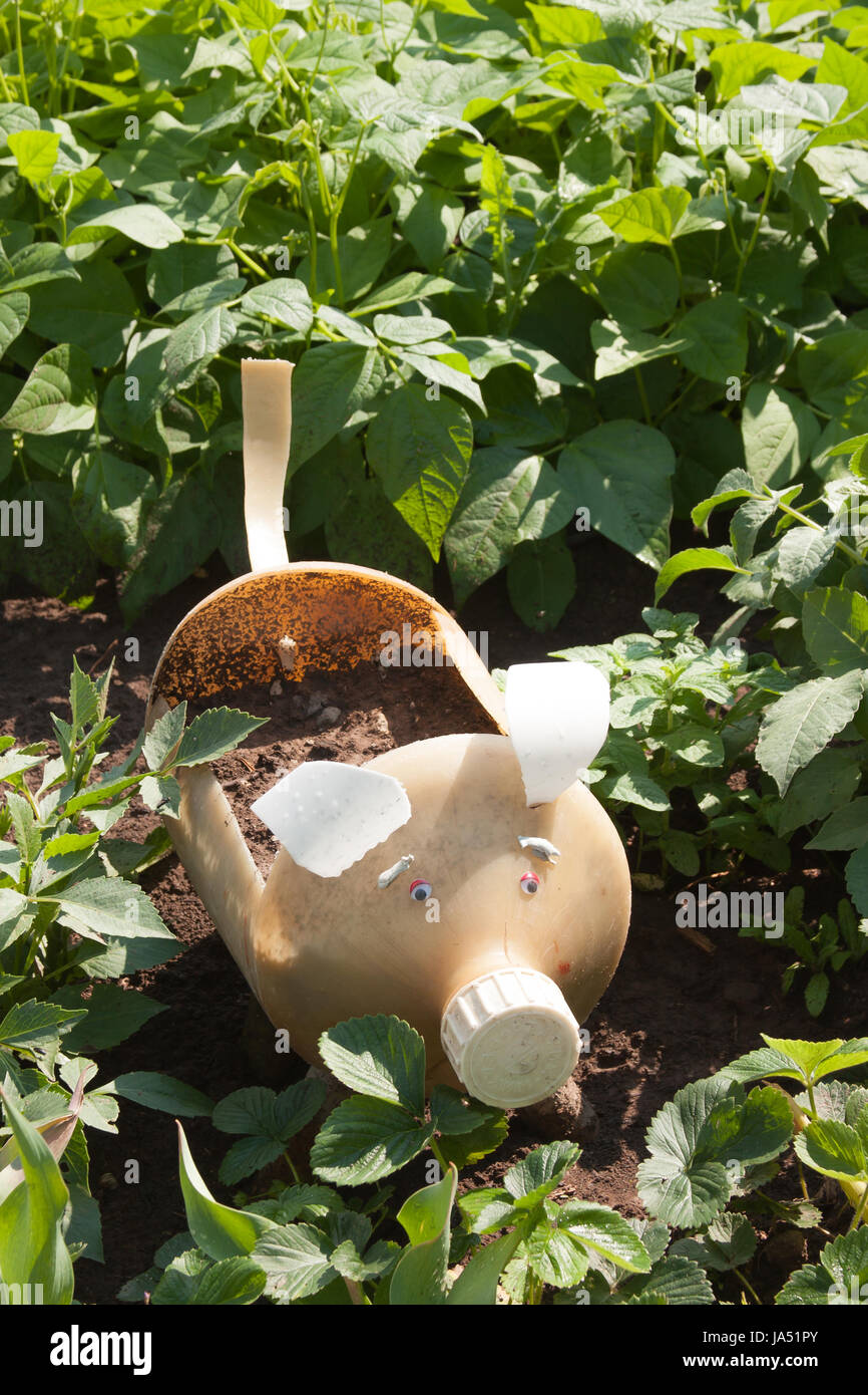 Cochon décoratif sur une zone suburbaine dans une journée ensoleillée Banque D'Images