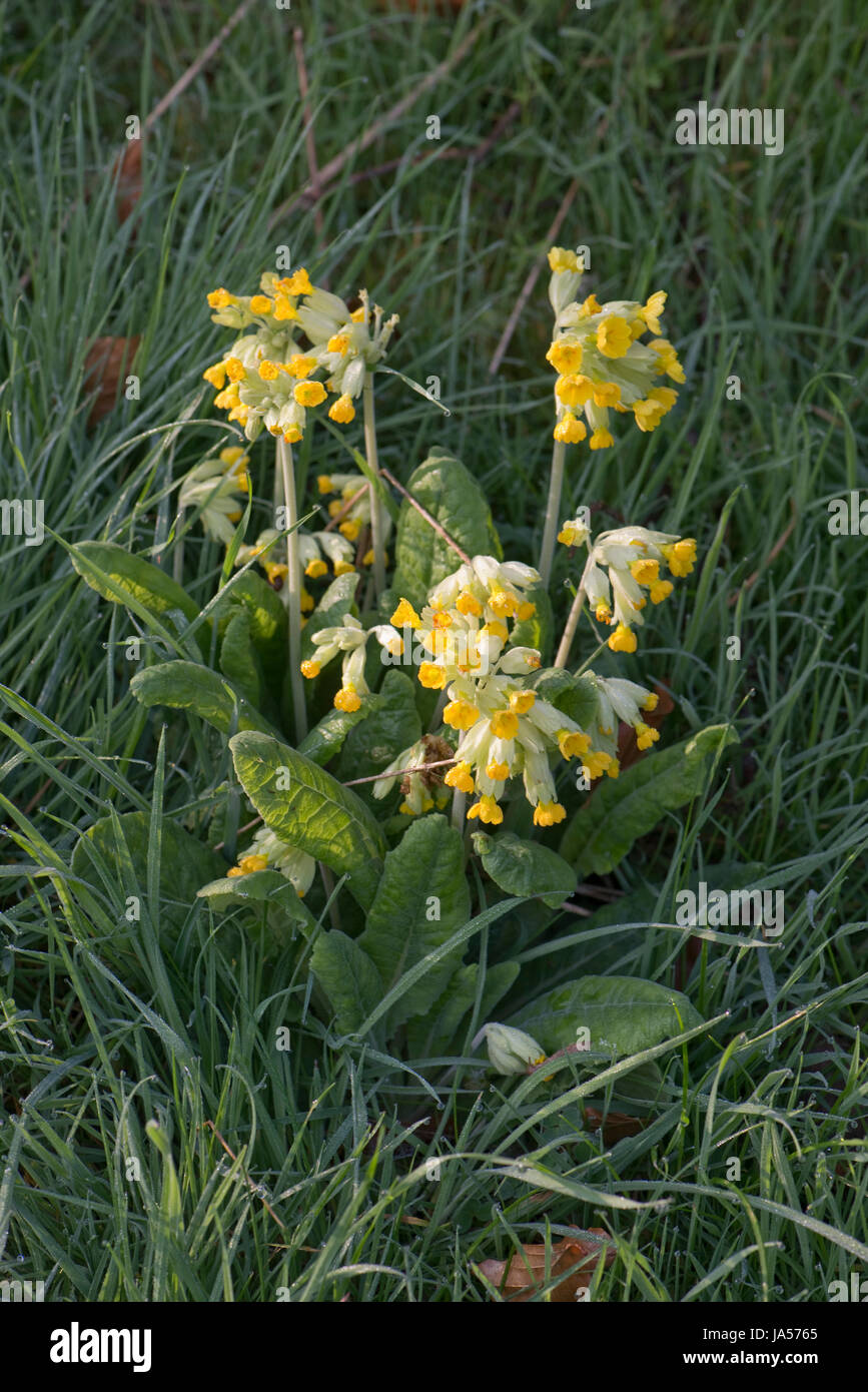 Coucou bleu, Primula veris, en fleurs sur une banque herbeux, Berkshire, Avril Banque D'Images