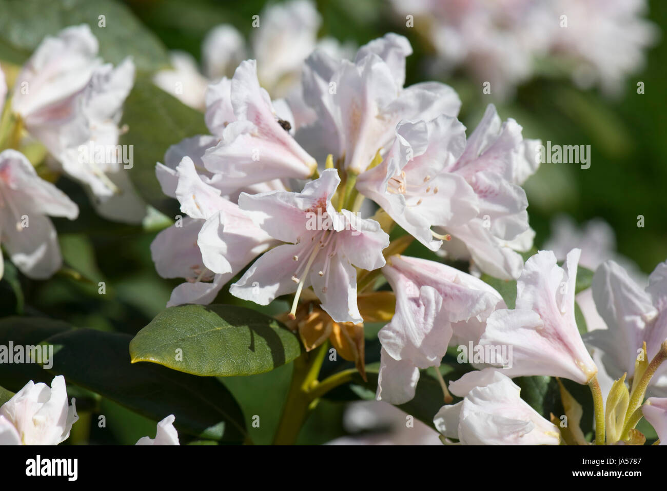 Les fleurs et les feuilles de Rhododendron 'Cunningham' Blanc, légère fleurs roses sur ce flowerinf printemps éricacée arbustive, Berkshire, Avril Banque D'Images