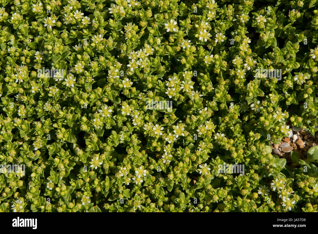 Orpin, Sedum anglicum anglais, la floraison sur les galets de la plage de Chesil, Dorset, Mai Banque D'Images