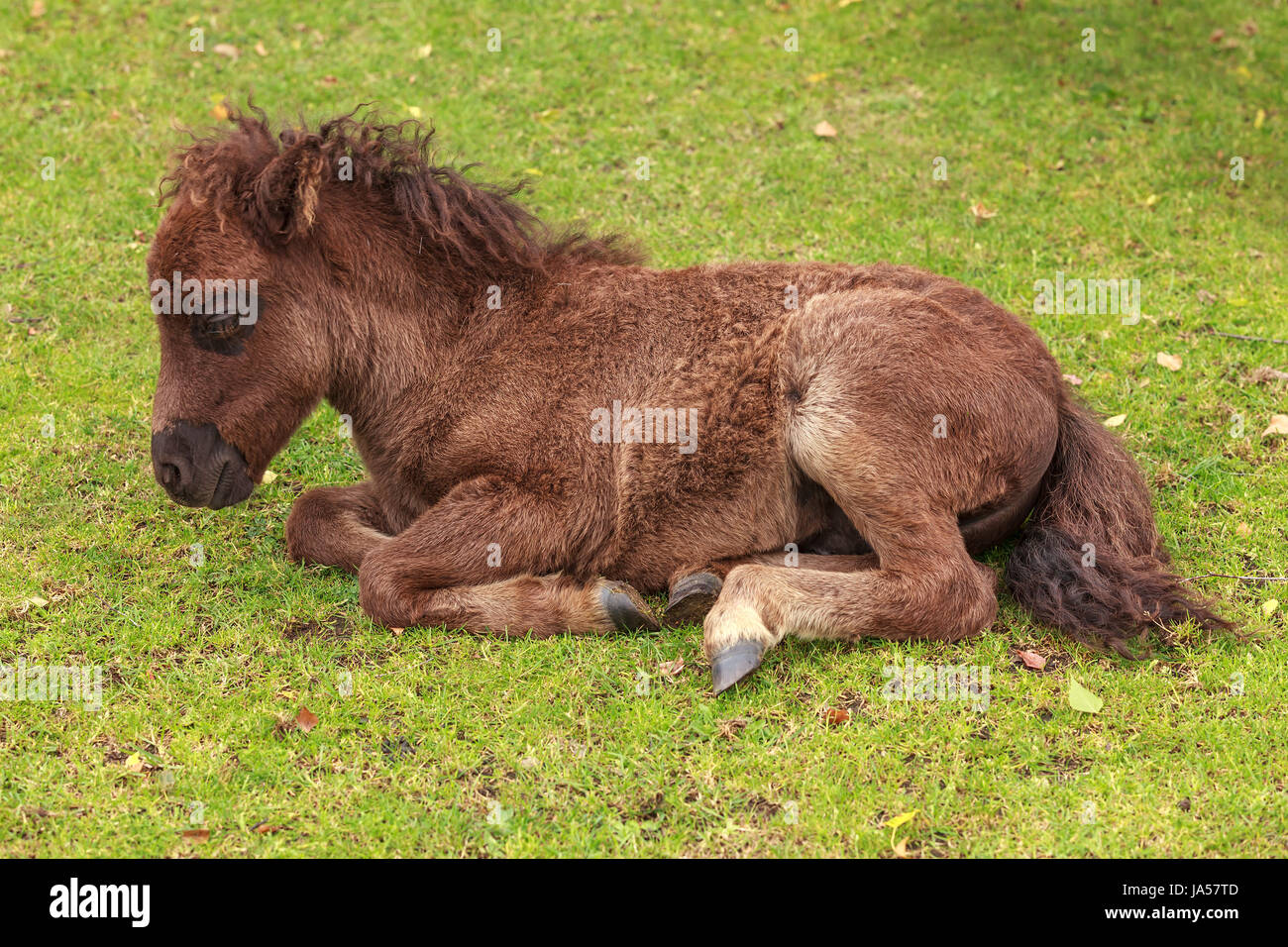 Cheval Poney Progeniture Etalon Mare Cub Bebe Poulain Ferme Cheval Animal Photo Stock Alamy Cheval Poney Progeniture Etalon Mare Cub Bebe Poulain Ferme Cheval Animal Photo Stock Alamy
