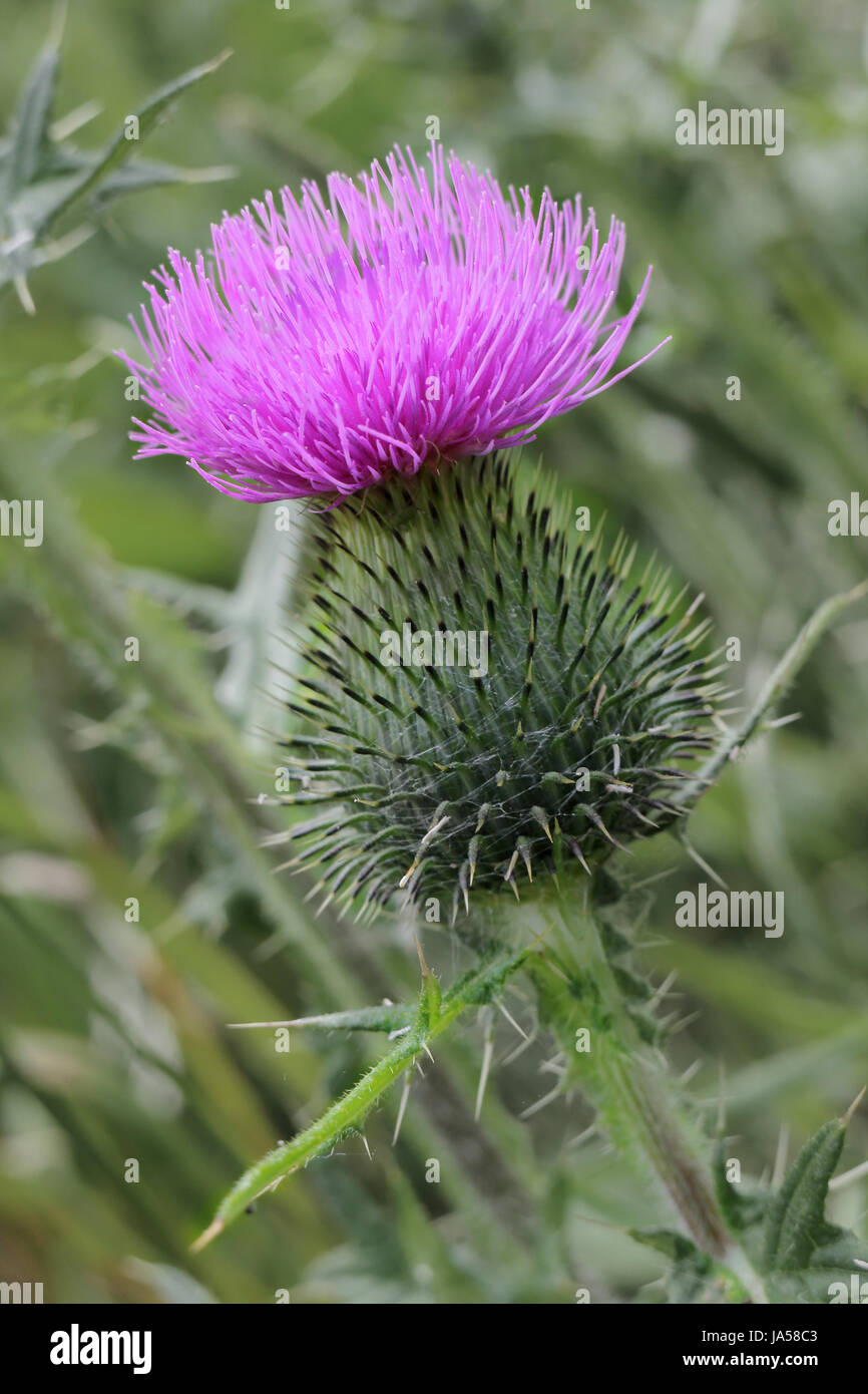 chardon Banque D'Images