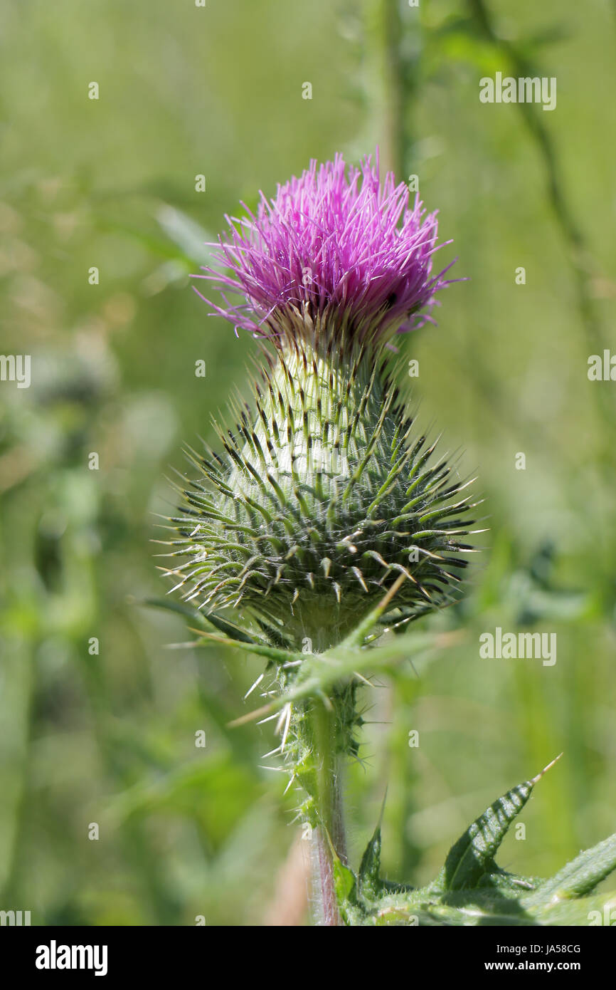chardon Banque D'Images