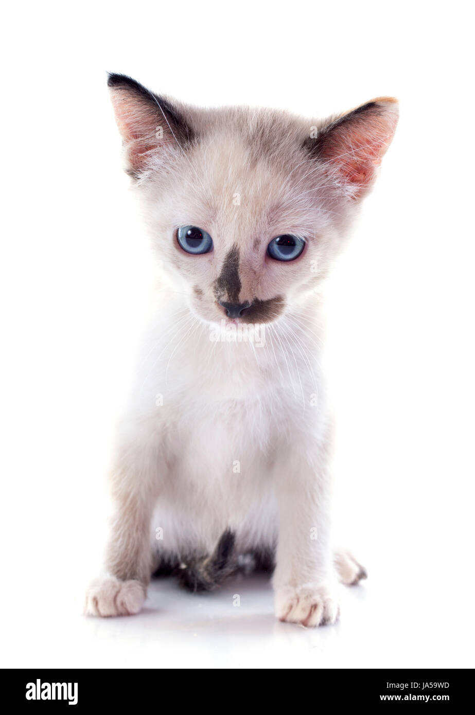 Animal de compagnie, chat, bébé chaton, pussycat, chat, chat domestique, siamois, des animaux, de l'oeil, Banque D'Images