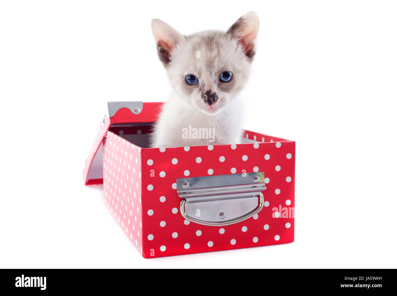 Fort, boîtes, bébé chat, chaton, chaton, chat, chat domestique, rouge, siamois, bleu, Banque D'Images