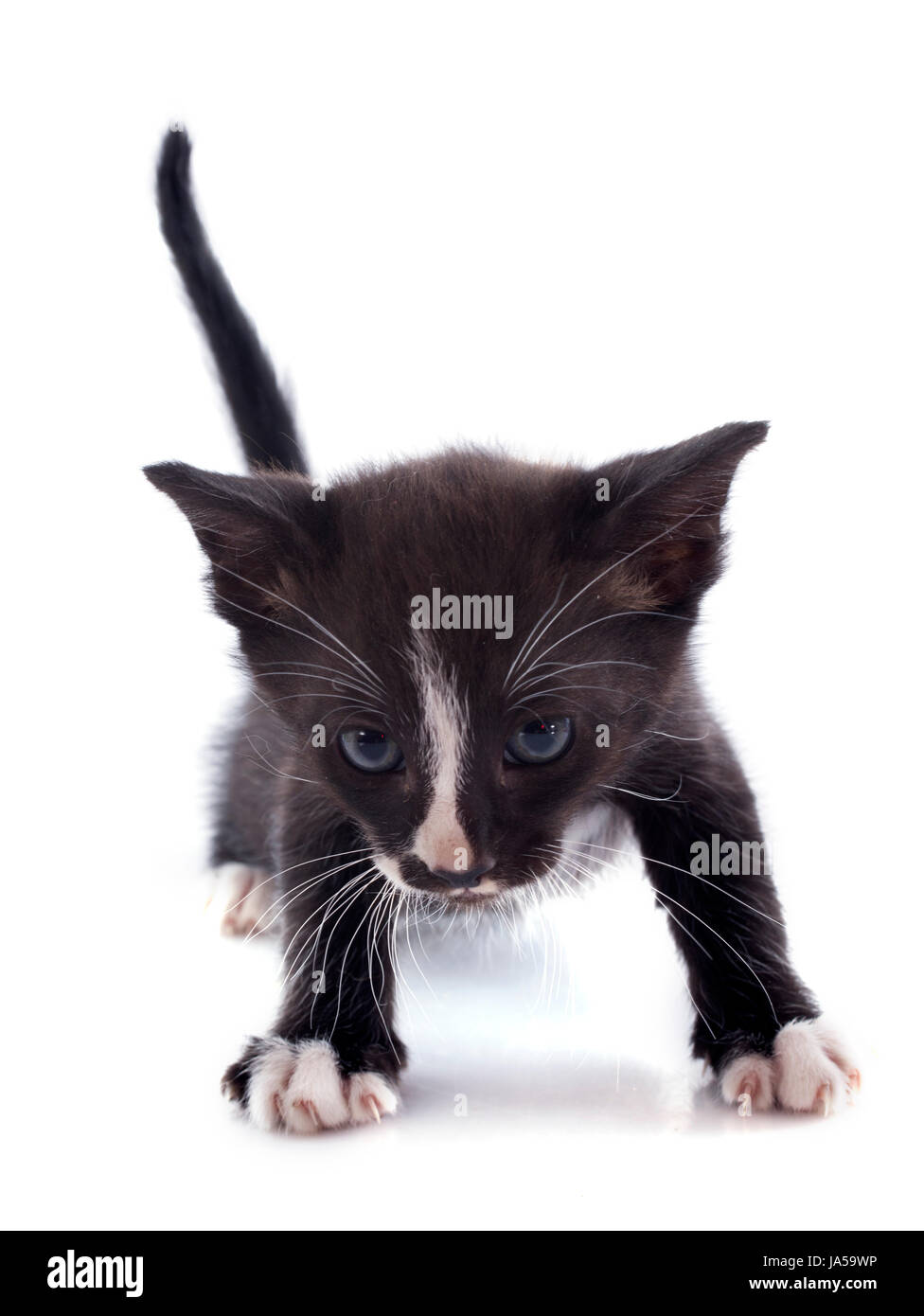 Animal, animal, noir, de teint basané, jetblack, noir profond, studio, bébé chat, chaton, Banque D'Images