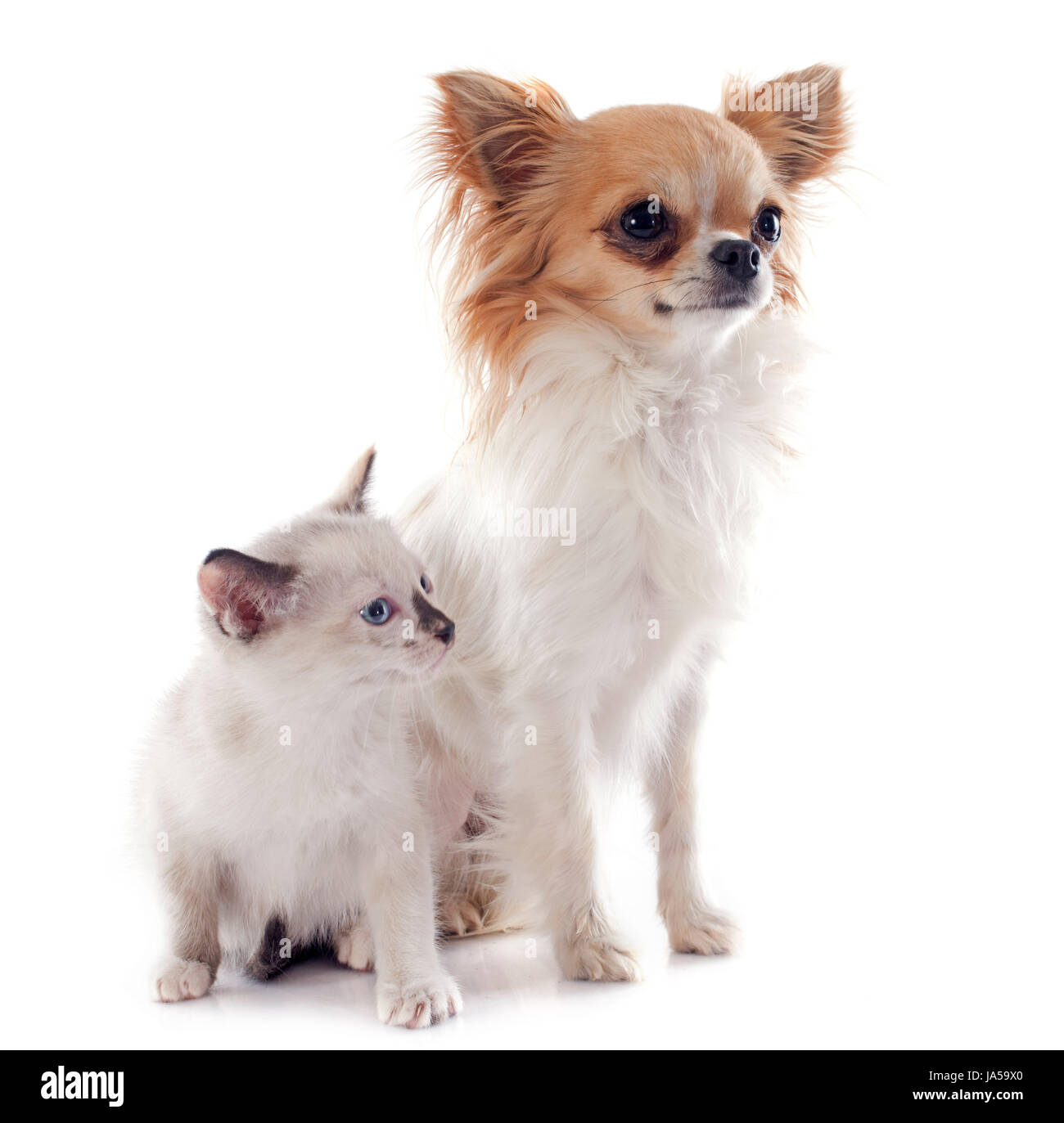 Chien, chat, chiot, chaton bébé, pussycat, chat, chat domestique, siamois, l'amitié, Banque D'Images