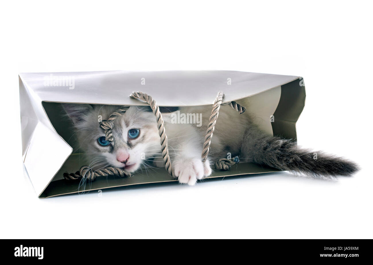 Bébé chat, chaton, chaton, chat, chat domestique, bleu, jeu, tournoi, jouer, Banque D'Images