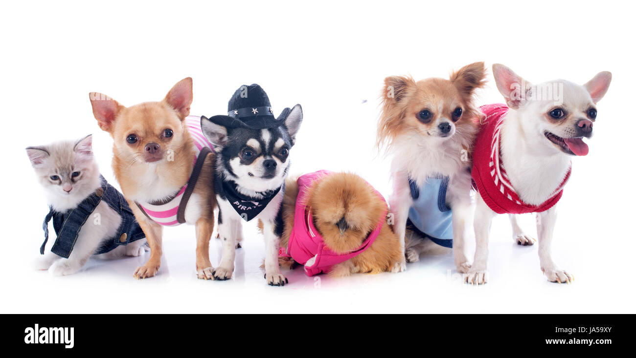 Poulet Chien Chat Chaton Beau Bebe Beauteously Nice Animal Animal De Compagnie Photo Stock Alamy