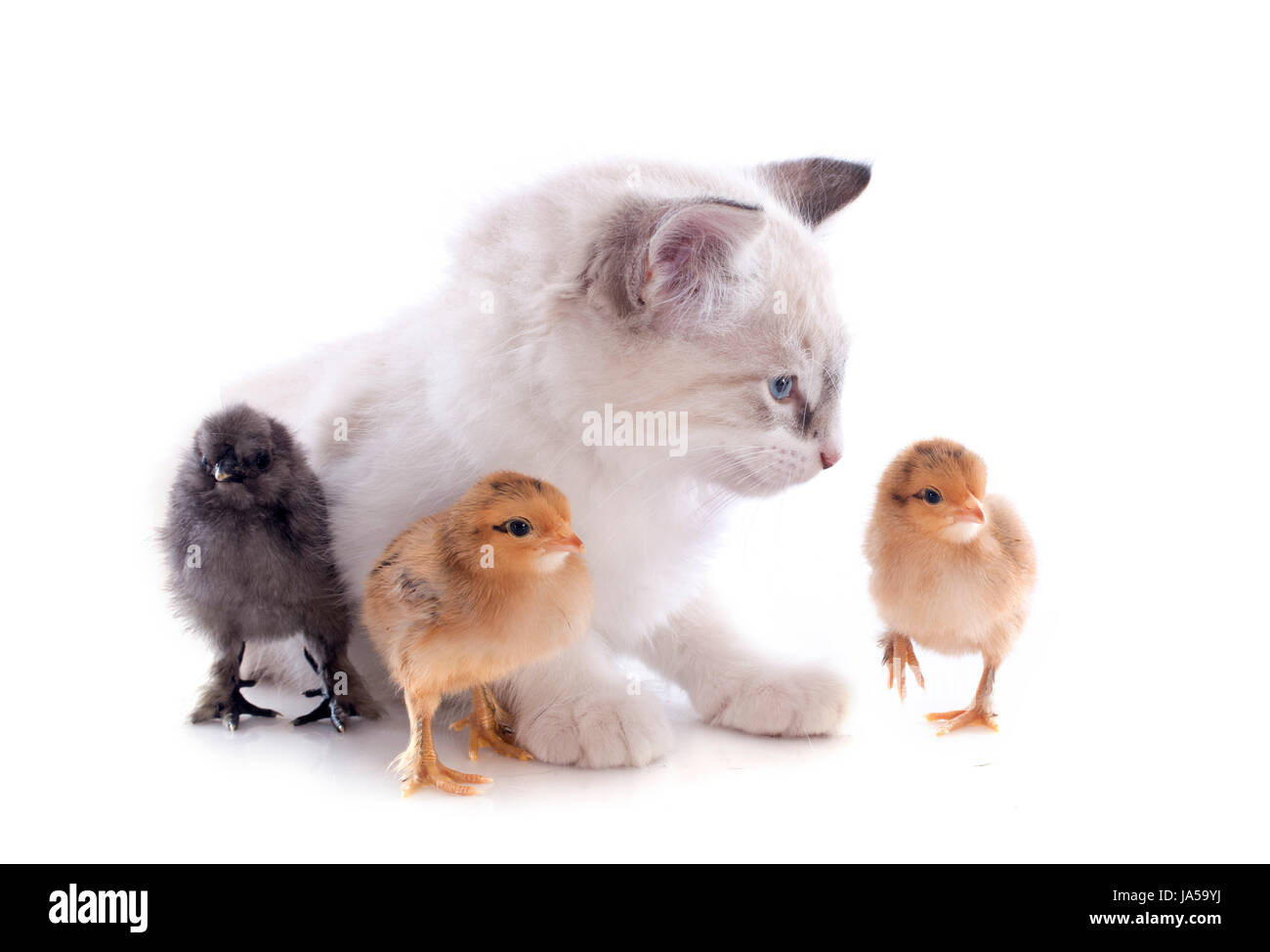 Oiseau, Poussin, poulet, bébé chat, chaton, groupe, pussycat, chat, chat domestique, Banque D'Images