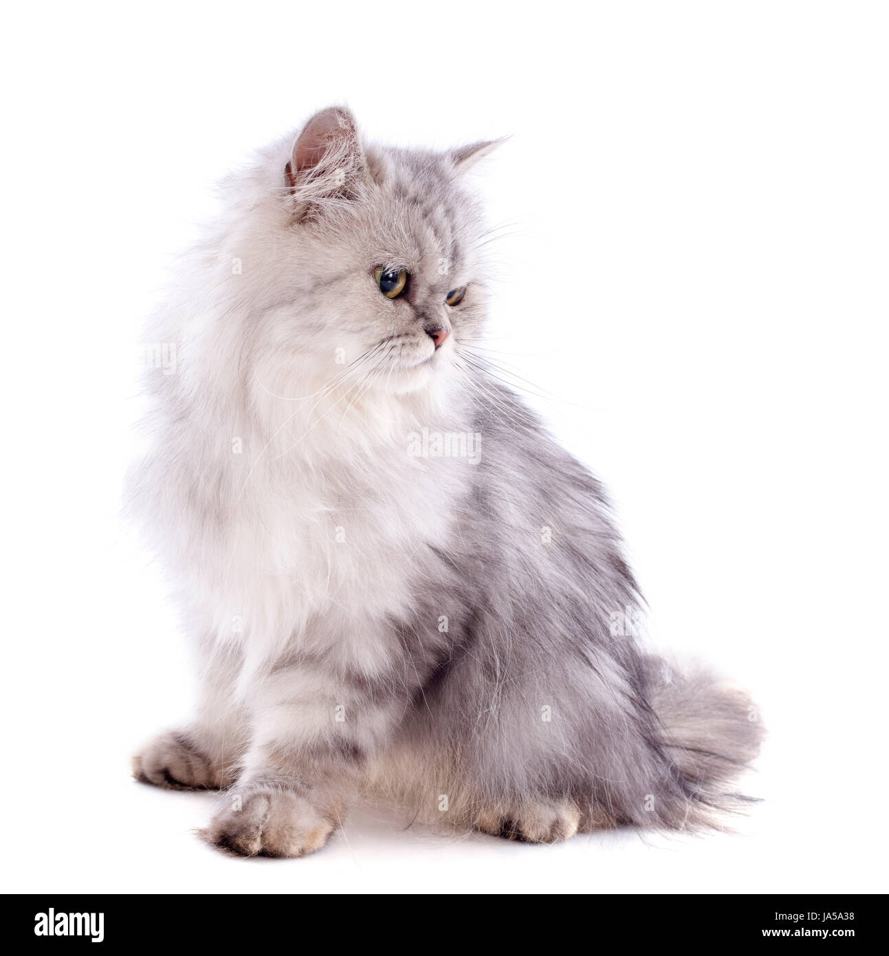 Animal, portrait, bébé chat, chaton, persan, pussycat, chat, chat domestique, de la tête, Banque D'Images