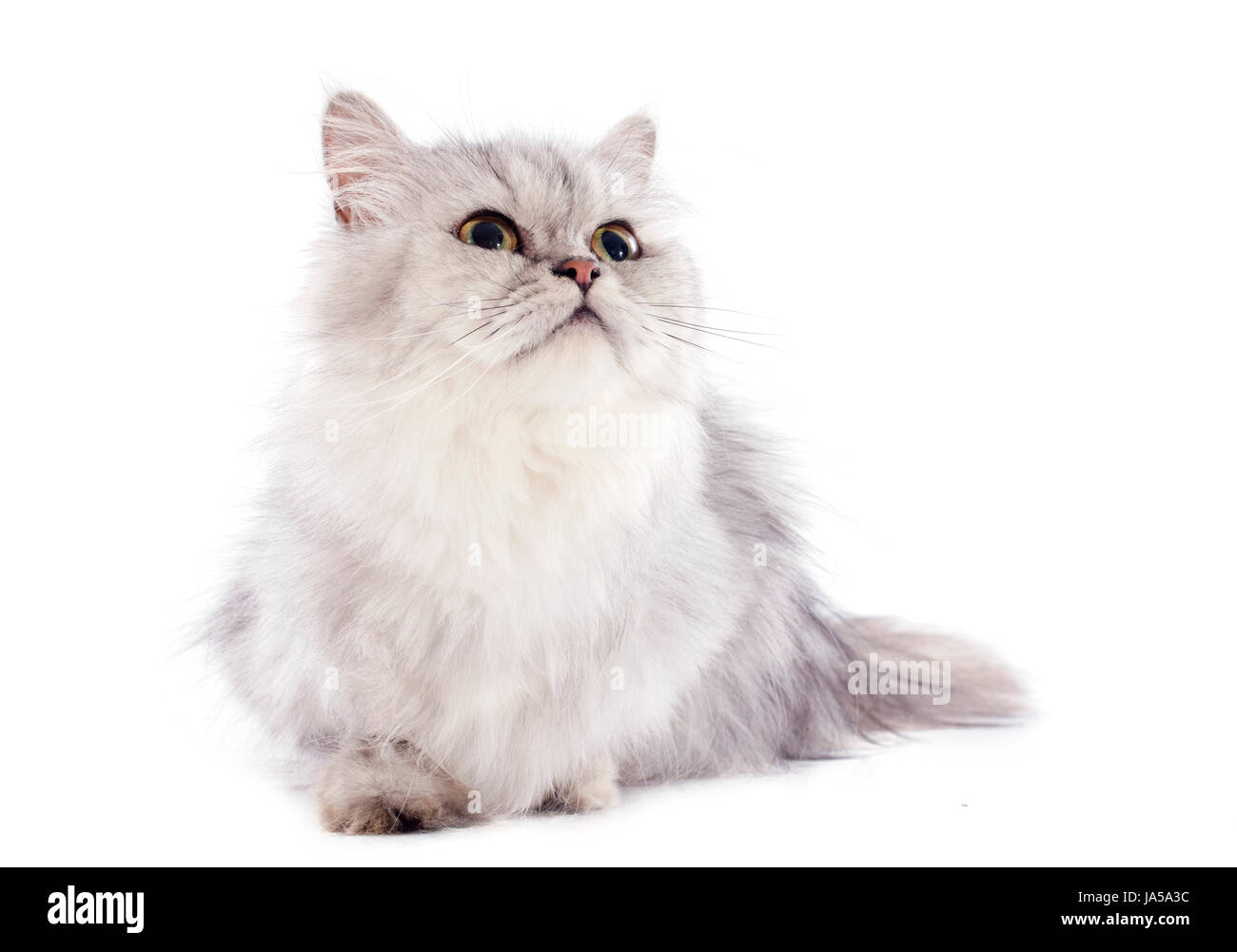 Animal, portrait, bébé chat, chaton, persan, pussycat, chat, chat domestique, de la tête, Banque D'Images