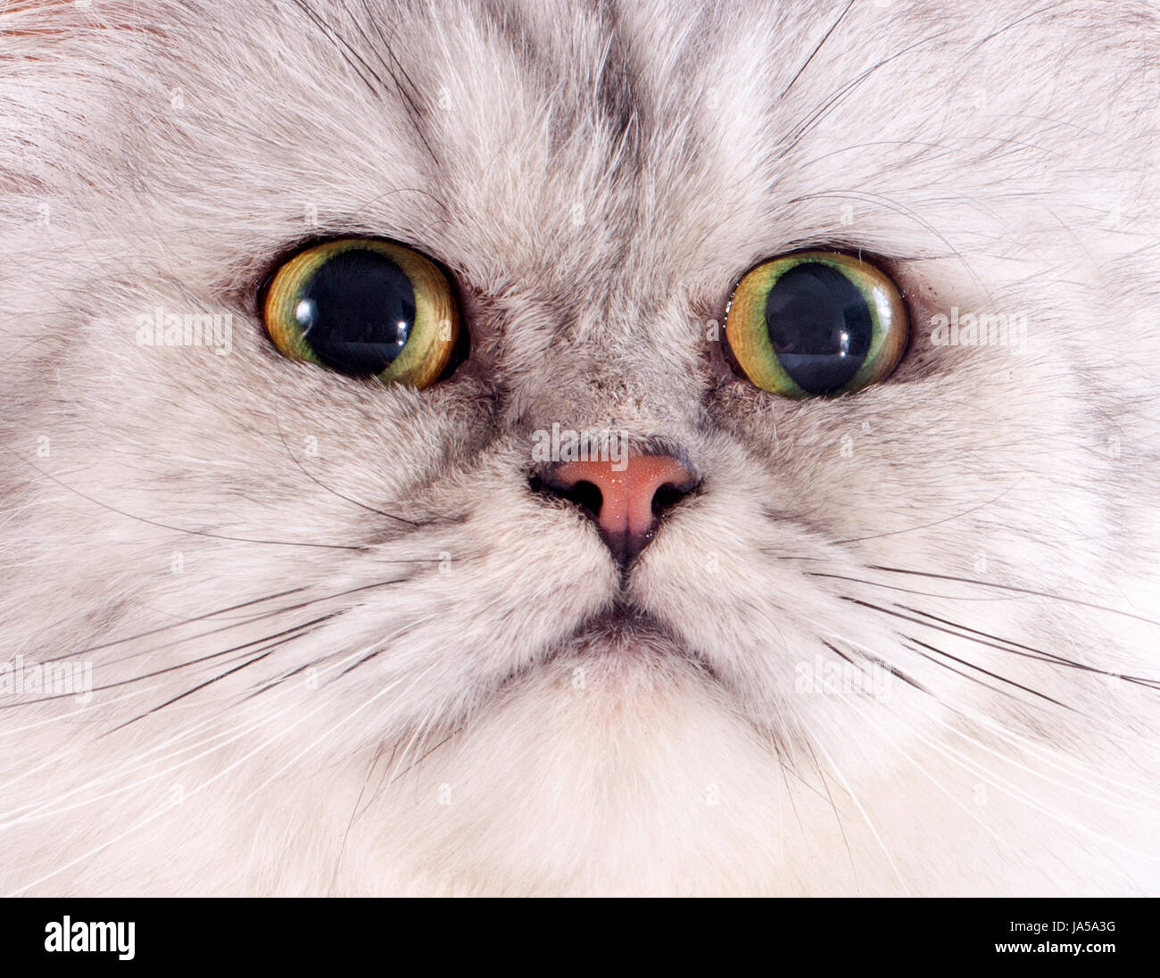 Animal, portrait, bébé chat, chaton, persan, pussycat, chat, chat domestique, de la tête, Banque D'Images