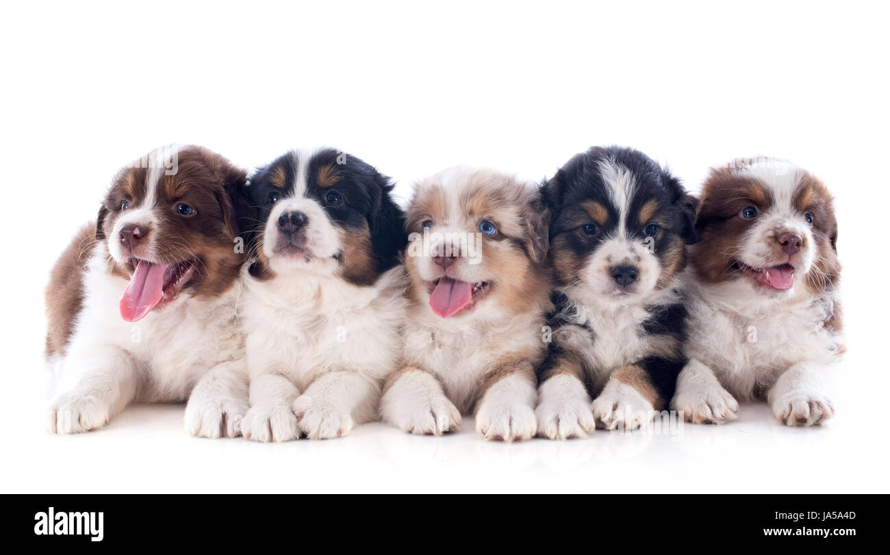 Cinq, chien, chiens, chiot, groupe, marron, brunâtre, brunette, studio, canine Banque D'Images