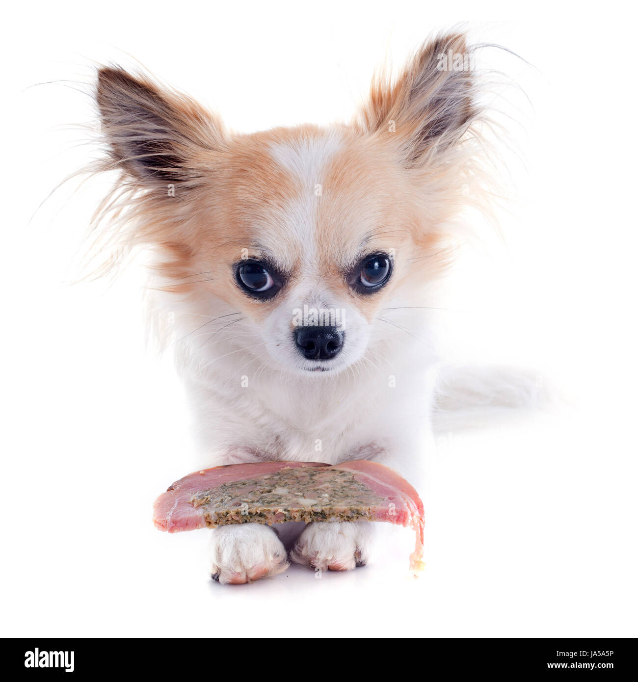 La nourriture, aliment, animal, chien, manger, manger, mange, viande, animal, brun, brun, Banque D'Images