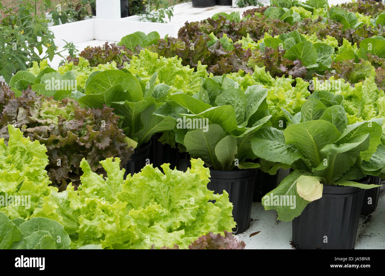 Central Florida home bio jardin avec plantes et légumes laitue en arrière-cour pour une saine alimentation et à la coopérative agricole de l'alimentation Banque D'Images